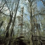Tim Hursley, Perry Lakes Birding Tower