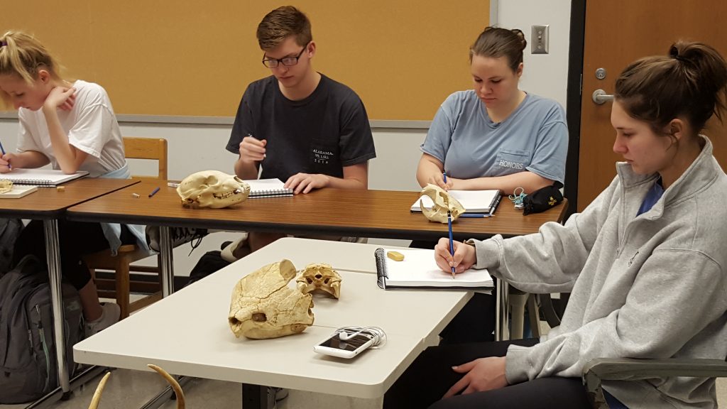 Art students draw animal skulls.