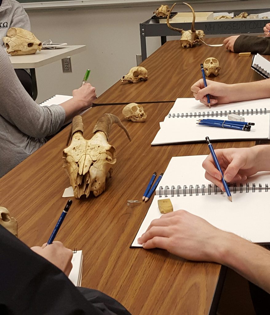 Art students draw animal skulls
