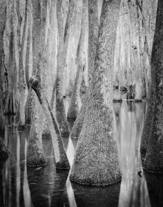 photograph of trees in a swamp