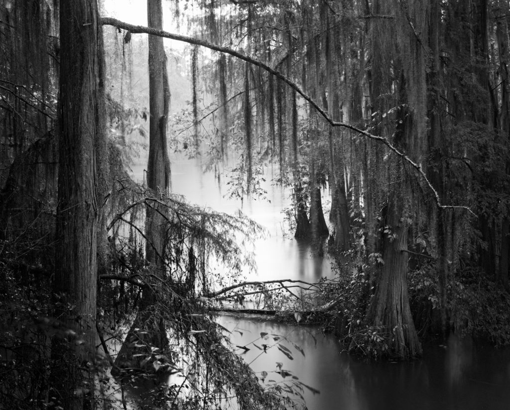 photo of cypress trees in a swamp
