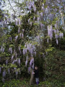 Hidden by thickly drooping wisteria vines, a mother and child stand together.