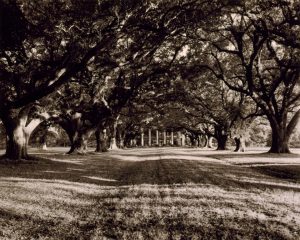 Oak trees lining long avenue to a plantation house in background.